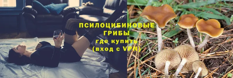 купить  сайты  Добрянка  Галлюциногенные грибы Psilocybe 